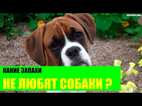 Какие запахи не любят собаки?