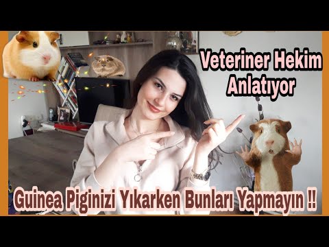 GUINEA PIG NASIL YIKANMALIDIR | Dikkat edilmesi gerekenler , Veteriner Hekim |