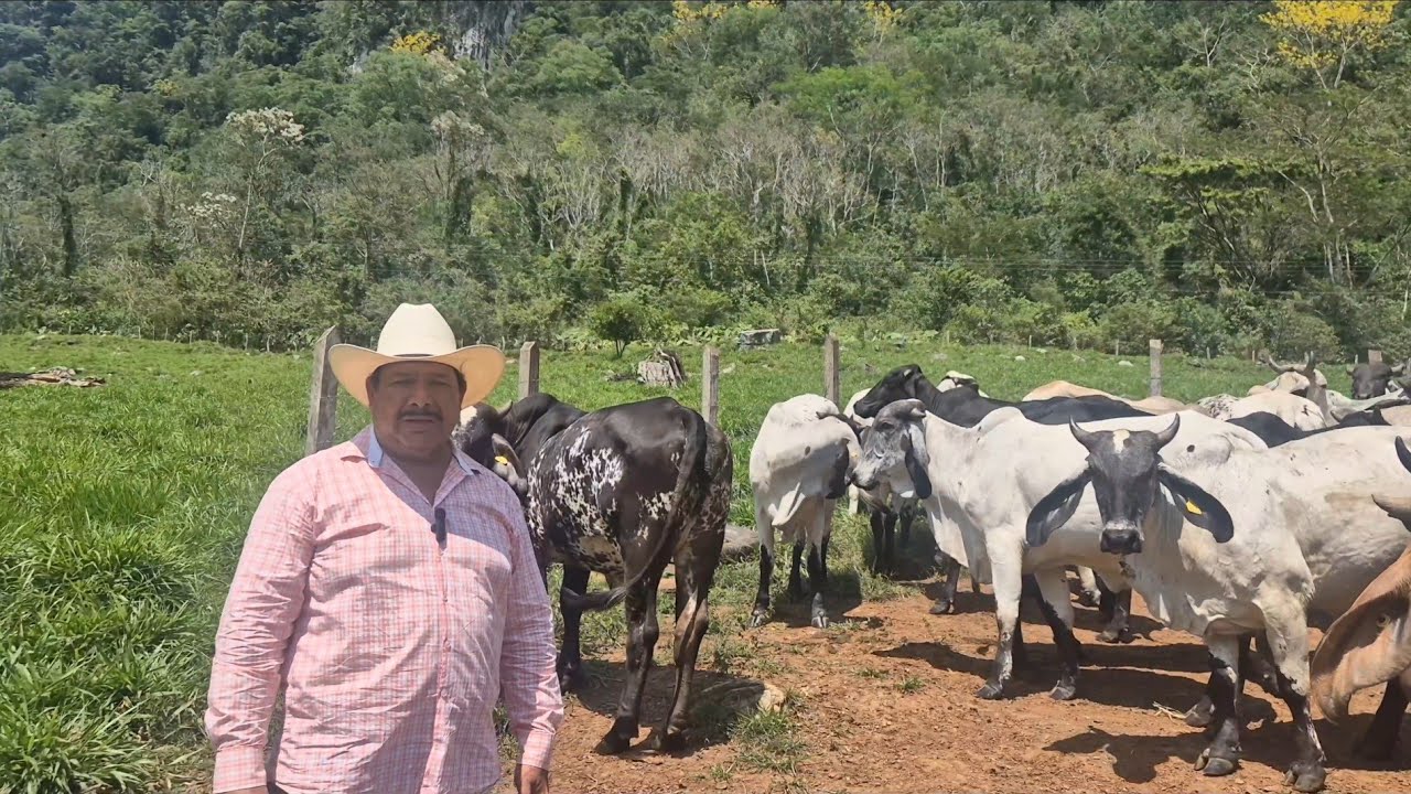 SARDO NEGRO.. Rancho EL ESTORAQUE.. Ixtapangajoya.. Chiapas.. MX... 