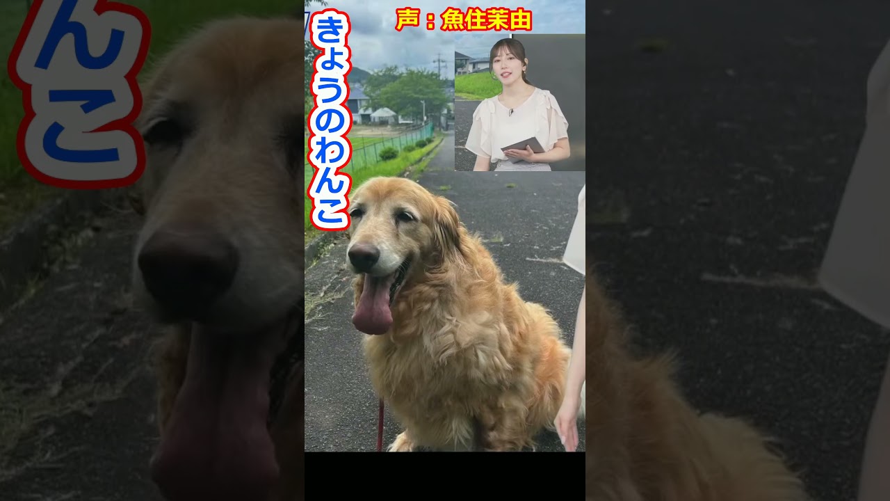 【魚住茉由】きょうのわんこを紹介する美人お天気キャスターおまゆ【ウェザーニュースLiVE切り抜き】 #かわいい