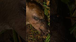 Timelapse-Roadkill deer decomposing naturally in the woods screenshot 5