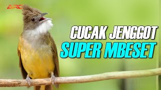 MASTERAN CUCAK JENGGOT SUPER MBESET | AUDIO HD