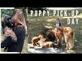 Leonberger Puppy | Picking up Puppy from Breeder の動画、YouTube動画。