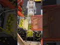 High speed automatic lemon storage tote volume filler agriculturetechnology