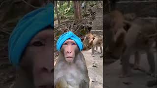 Funny Monkey moments😂 #shorts #viralshorts #funny