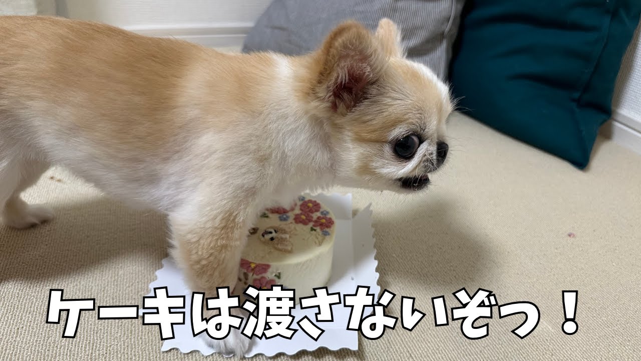 1万人突破記念のケーキを渡したら丸ごとガウガウし始めて手に負えなくなった【ペキチワのピノ】