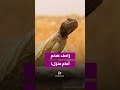 ظهور زاحف ضخم أمام منزل في عجلون!
