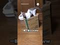落とし穴に落ちた猫|PECO