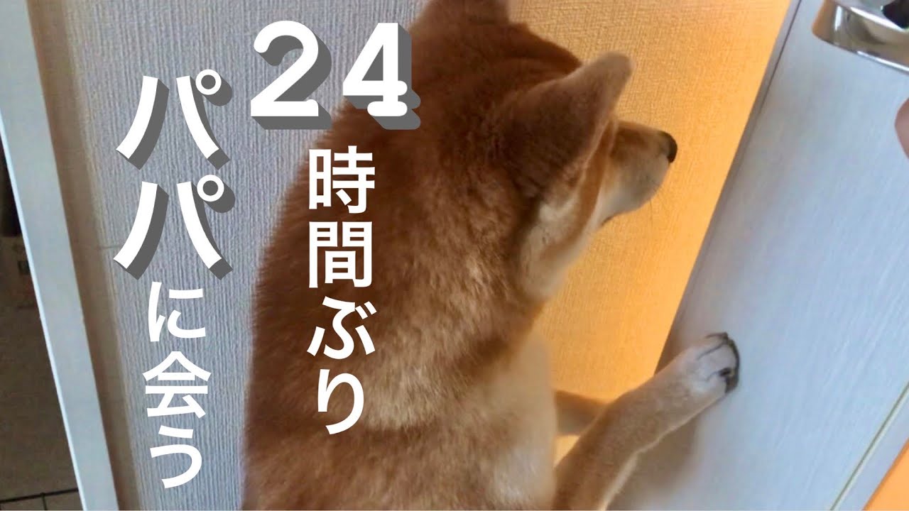 24時間ぶりにパパと再会するも パパの 靴 の方がお目当てだった疑惑の柴犬が必死すぎて多分クロ 動画 柴犬ライフ Shiba Inu Life