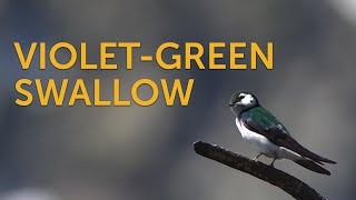 Violet-green Swallow