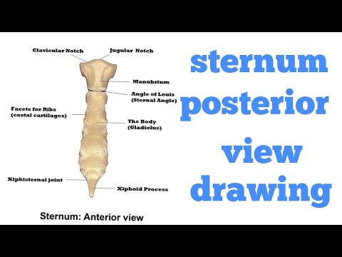 Torso Bones Anatomy