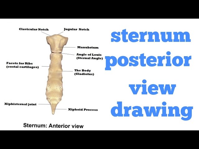 How to Draw a Rib Cage - Really Easy Drawing Tutorial