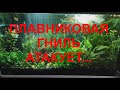 Плавниковая гниль атакует...