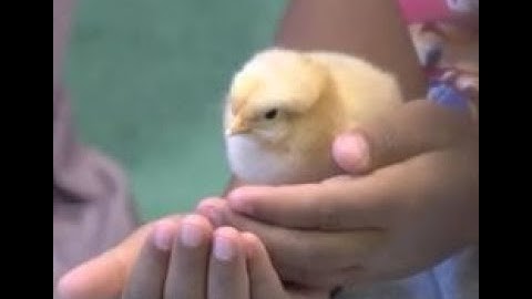 03/08/21 UVM Extension 4-H Embryology Program on  