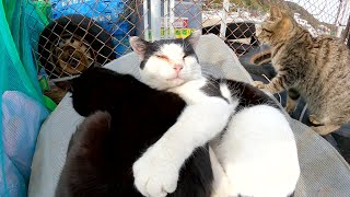 漁網のベットで仲間を抱きしめながらお昼寝するハチワレ猫