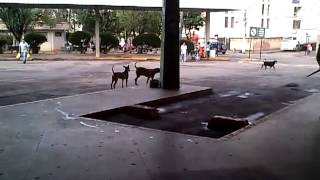 Rodovi�ria de Lafaiete est� igual canil...