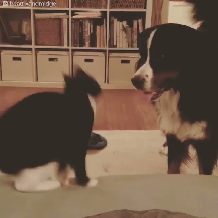 This Cat Is Basically A Ninja