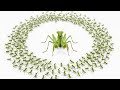 I Raised 500 Chinese Praying Mantises From One Egg Case — What Happened Shocked Me