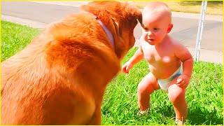 Try Not To Laugh Funny Baby and Pets Compilation - Funny Angels by Funny Angels 1,772 views 7 months ago 8 minutes, 32 seconds