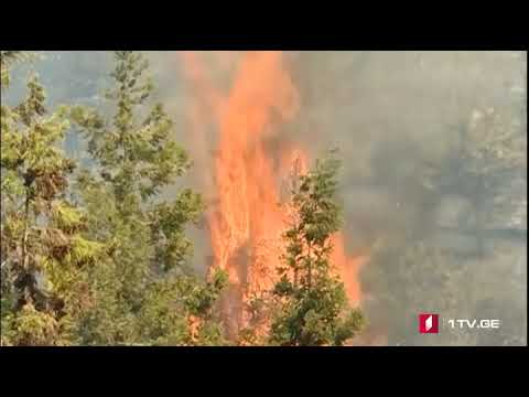 ხანძარი  დაბა ლაითურის ტყეში