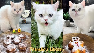 It’s so Cute 😻 Compilation of homemade baking 🧁🐾| Cooking with Cat Chef | Franklin’s kitchen |