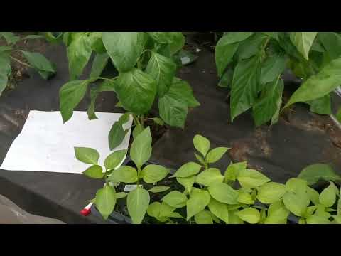 Video: Výsadba a péče o okurky v polykarbonátovém skleníku