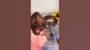 #snake #reptiles #retic #black #animals #breeding #ballpython #python #pets #ball