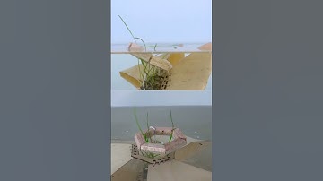 Degrade to Function: Seagrass Restoration