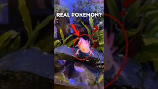 REAL LIFE POKEMON? Meet the Axolotl. It can regenerate body parts🦎