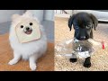 Baby Dogs - Cute and Funny Dog Videos Compilation #49 | Aww Animals