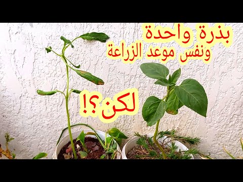 اسرع طريقه لانبات البذور والفرق بين الانبات فى الشمس والظل وعلاج الاستطاله او السروله شاهد الفيديو