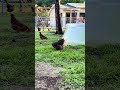 Free range chickens!