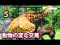 変わった交尾をする動物たちＴＯＰ５ランキング！愛と平和の猿ボノボは争わず交尾しまくる？