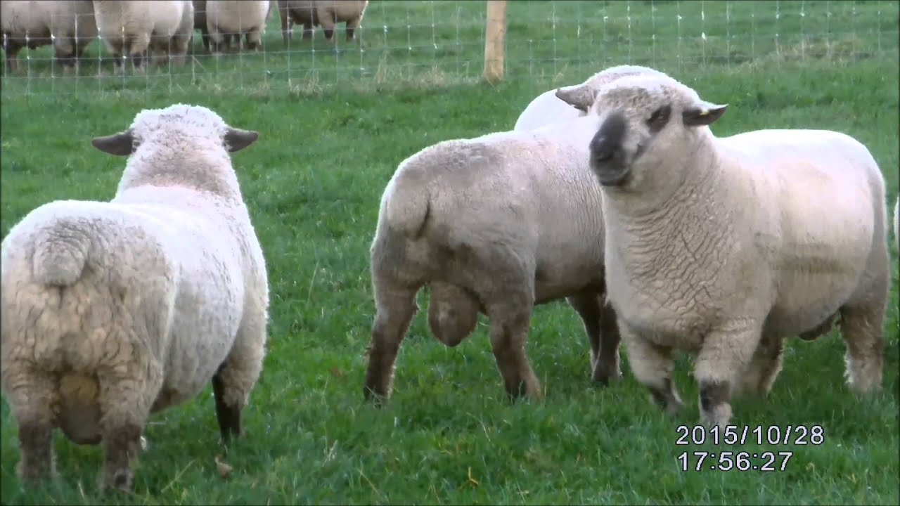 Hampshire Down Stock Rams 2015