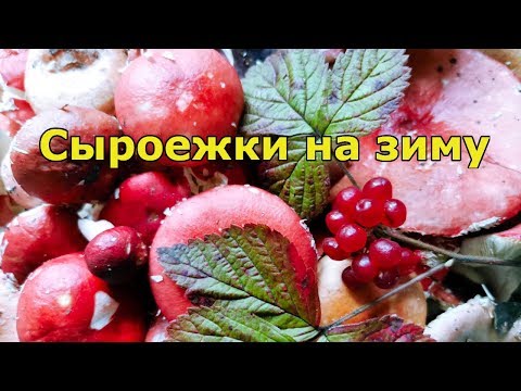 Как солить сыроежки на зиму