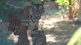 Birth of Sumatran tiger cubs at Greek zoo offers hope for endangered species