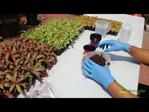 Video: Nepentes (Nepenthes) - Planta Insectívora, Especies, Condiciones De Detención, Trasplante, Reproducción