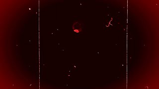 Old FIlm Red Grain  Overlay Free  Download