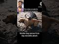 Mother Dog rescue for part 2@HeroicAnimalRescues-f6y #shorts