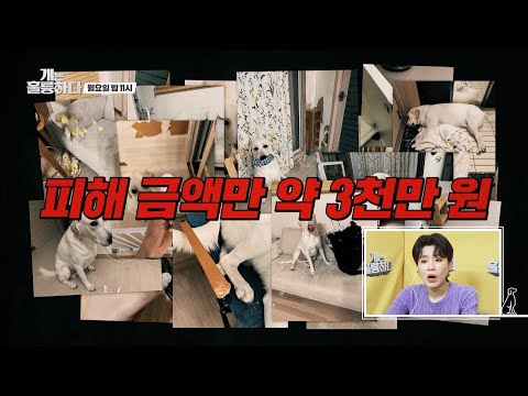 [선공개] 파괴왕 삼월이가 파괴한 것만 <strong>약</strong> 3천만원💸 주머니 손까지 넣고 혼내는 주인😡 [개는 훌륭하다/Dogs Are Incredible] | <strong>KBS</strong> 방송
