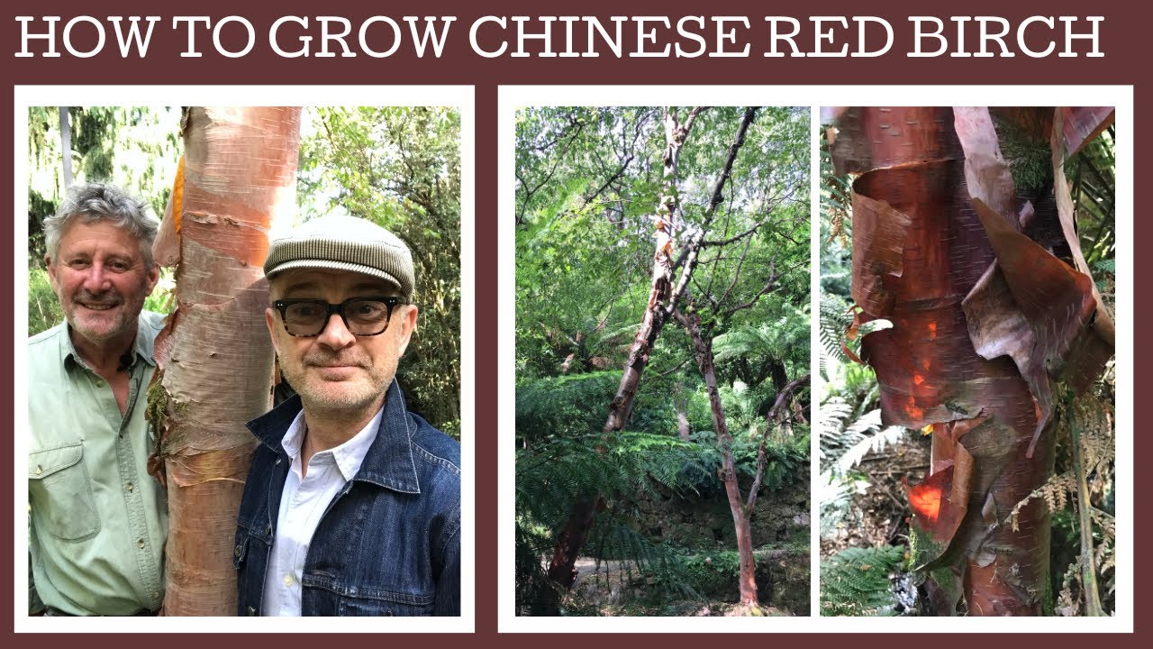 This week how & where to grow the fabulous Betula albosinensis septentrionalis or Chinese red birch.