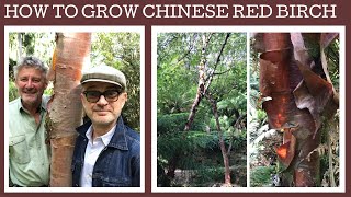 This week how & where to grow the fabulous Betula albosinensis septentrionalis or Chinese red birch.