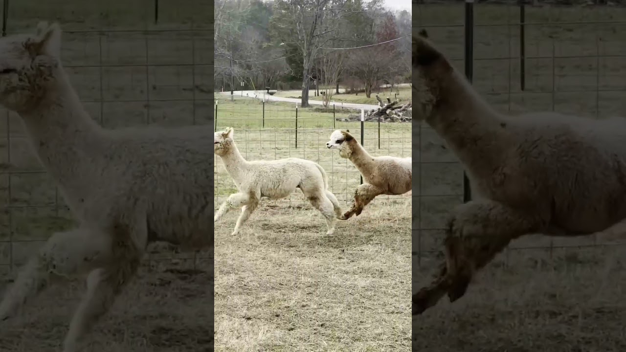 Try this: Rosie Mae's Alpaca Farm & Boutique - NOOGAtoday