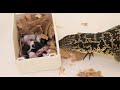 Lizards terrorize a nest of baby mice - Part 1 (live feeding)