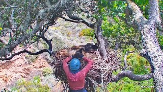 Fraser Point Bald Eagles 2026.4.24 🥳An eaglet that had fallen from its nest has been returned to it!