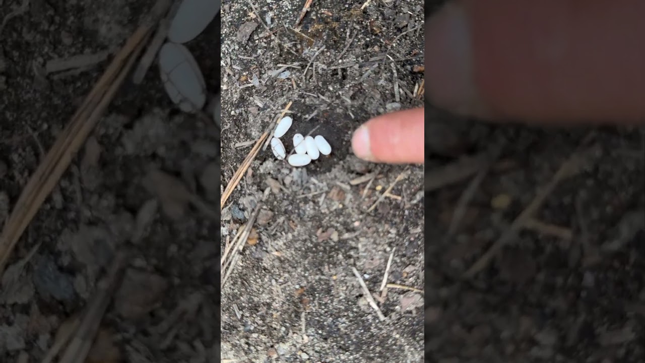 Finding Little Brown Skink Eggs!