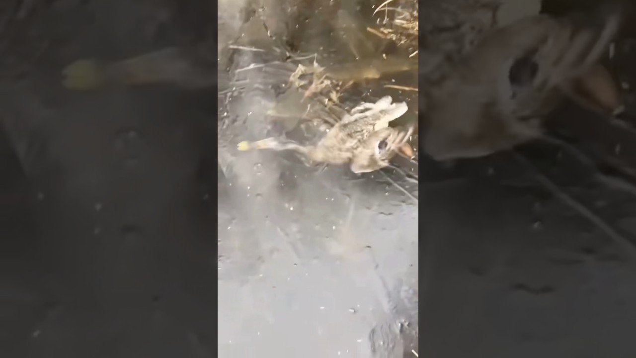 Saving Duck Trapped Under Ice #goodtoknow #vet #medicine #educational #funfacts #lifehacks #learn