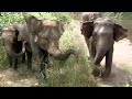 A wild elephant came to attack the safari jeep at the Kaudulla national park | Elephant | Animals