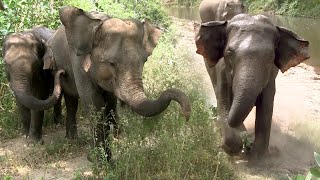 A Wild Elephant Came To Attack The Safari Jeep At The Kaudulla National Park | Elephant | Animals