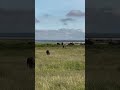 Lost baby elephant finally finds its mother.